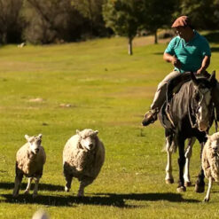 Tarde de campo con cena show