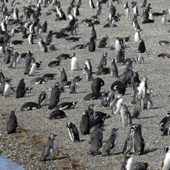 Navegación Faro del Fin del Mundo + Pingüinera